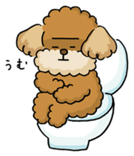 CHACO is a toy poodle sticker #935033
