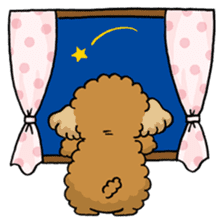 CHACO is a toy poodle sticker #935036