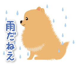 Pomeranian Moco sticker #940106