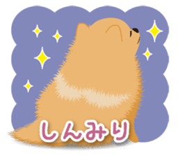 Pomeranian Moco sticker #940110