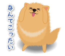 Pomeranian Moco sticker #940117