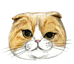 Hey! cat! sticker #946177