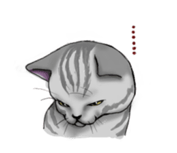 tabby cat sticker #951988