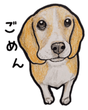 Beagle dog Sticker sticker #955543