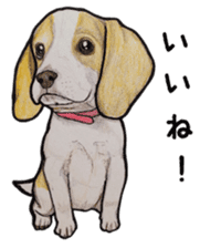 Beagle dog Sticker sticker #955545