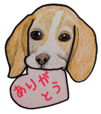 Beagle dog Sticker sticker #955550