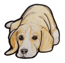 Beagle dog Sticker sticker #955557