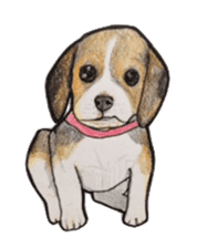 Beagle dog Sticker sticker #955561