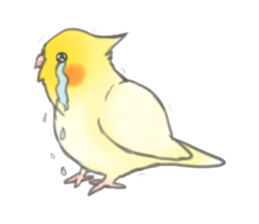 Cockatiels-FanFan sticker #965426