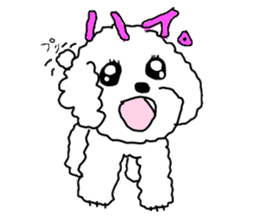 White Toy Poodle sticker #975613
