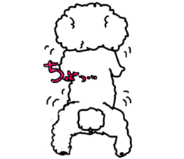 White Toy Poodle sticker #975614
