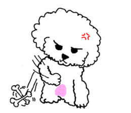White Toy Poodle sticker #975622
