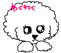 White Toy Poodle sticker #975624