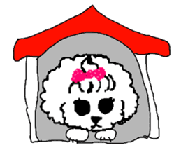 White Toy Poodle sticker #975638
