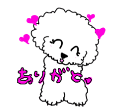 White Toy Poodle sticker #975643