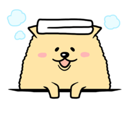fluffy pomeranian sticker #976618
