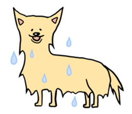 fluffy pomeranian sticker #976620