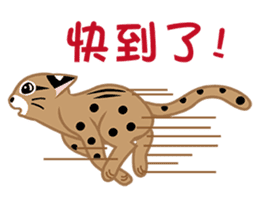 Taiwan Leopard Cat sticker #978921