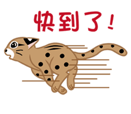 Taiwan Leopard Cat sticker #978921