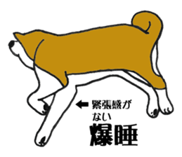 Japanese Akita sticker #983570