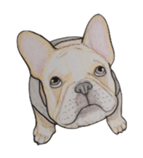 French bulldog Sticker 2 sticker #987586