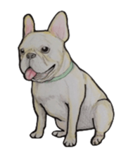 French bulldog Sticker 2 sticker #987601