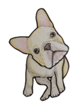 French bulldog Sticker 2 sticker #987602