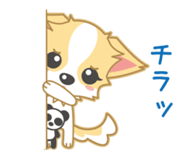 Cute Chihuahua Sticker sticker #988462