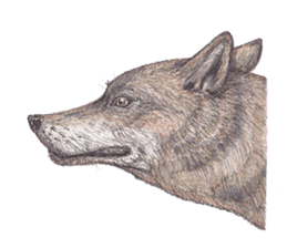 Wolf's song(1) sticker #993654