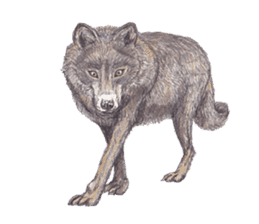 Wolf's song(1) sticker #993655