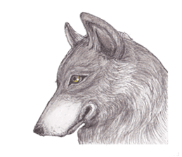 Wolf's song(1) sticker #993685