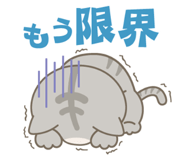 Day-to-day sticker for AmericanShorthair sticker #999715