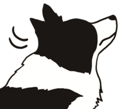 Border Collie every day sticker #1043924