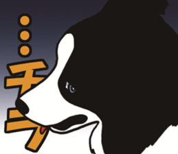 Border Collie every day sticker #1043926