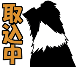 Border Collie every day sticker #1043930