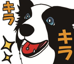 Border Collie every day sticker #1043932