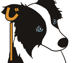 Border Collie every day sticker #1043934