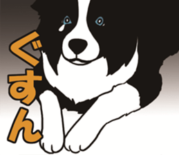 Border Collie every day sticker #1043935