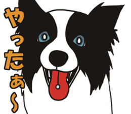 Border Collie every day sticker #1043936