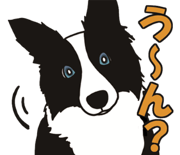 Border Collie every day sticker #1043937