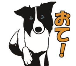 Border Collie every day sticker #1043939