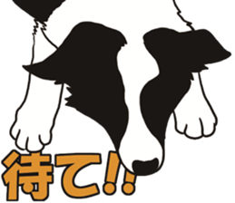 Border Collie every day sticker #1043940