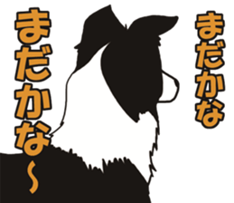 Border Collie every day sticker #1043941