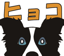 Border Collie every day sticker #1043944