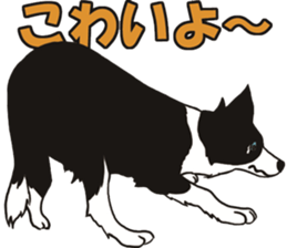 Border Collie every day sticker #1043946
