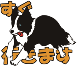 Border Collie every day sticker #1043947