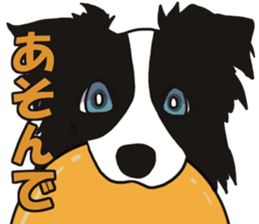 Border Collie every day sticker #1043948