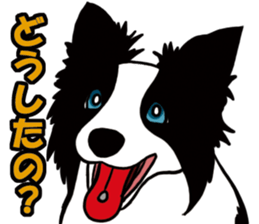 Border Collie every day sticker #1043949