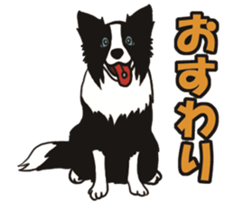 Border Collie every day sticker #1043952