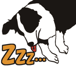 Border Collie every day sticker #1043953